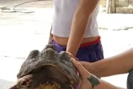 tortuga casera