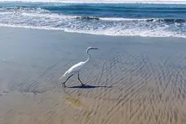 Garza en playa Revolcadero