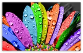 פאזל של petalos coloridos