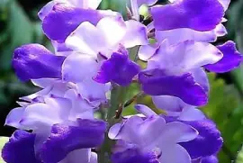 flores violeta