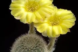 cactus floreado