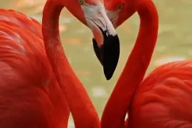 patos rojos