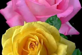 dos rosas jigsaw puzzle