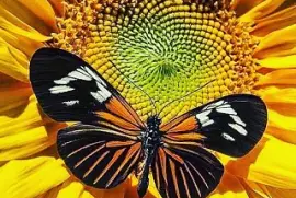 mariposa jigsaw puzzle