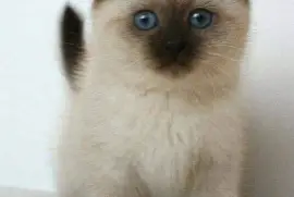 peluche jigsaw puzzle