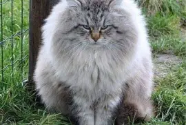 pelusita jigsaw puzzle