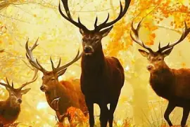 venados jigsaw puzzle