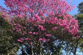 flores jigsaw puzzle