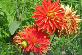 dhalia jigsaw puzzle