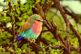 Nature jigsaw puzzle