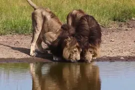 Nature jigsaw puzzle