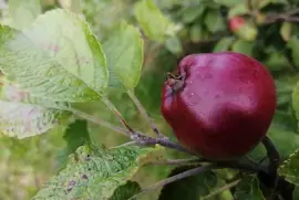 malus malus jigsaw puzzle