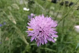 scabiosa jigsaw puzzle