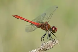 Tutte le specie jigsaw puzzle