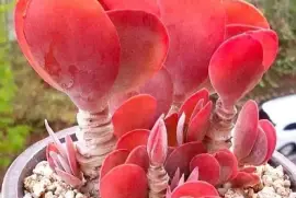 cactus langosta jigsaw puzzle