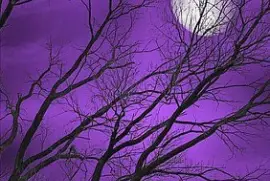 crepusculo jigsaw puzzle