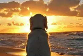perro viendo el atardecer