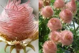 ROSA DE SARON jigsaw puzzle