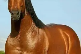 CABALLO jigsaw puzzle