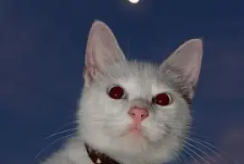 GATICO jigsaw puzzle