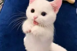 GATITO jigsaw puzzle