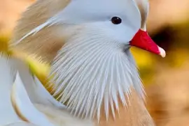 hermoso jigsaw puzzle