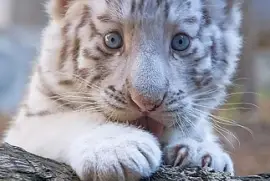 cachorrito jigsaw puzzle