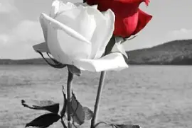 dos rosas jigsaw puzzle