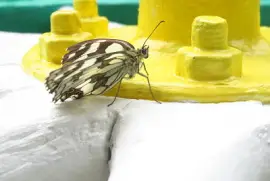 butterfly jigsaw puzzle