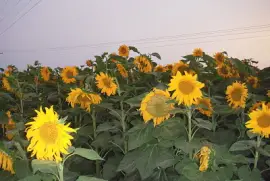 ×©×“×” ×—×ž× ×™×•×ª