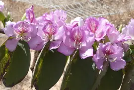 ×¤×¨×™×—×” ×•×¨×“×¨×“×” ×¡×’×œ×’×œ×”