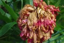 quasi in seme jigsaw puzzle