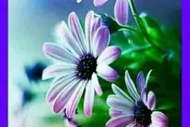 un dia jigsaw puzzle