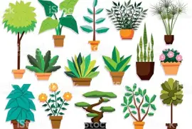 plantas