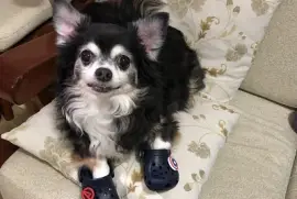 Nick usando crocs do mimão