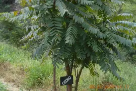 פאזל של Pé de Cedro