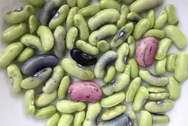 Summer Beans from Garden