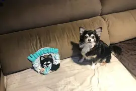 Nick e a lembrancinha do Mimão