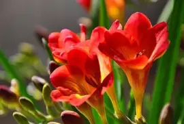 REVELANDO A PRIMAVERA jigsaw puzzle