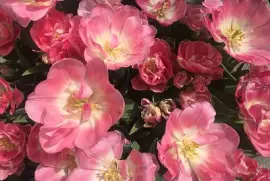 Pink Tulips