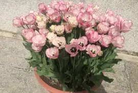 Pale Tulips in Pot