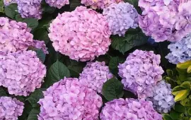Hydrangeas