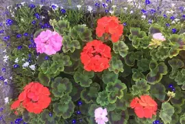 Geraniums in Trough