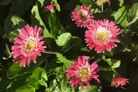 flowers, produce, patterns from garden