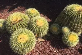 Cacti on Gravel