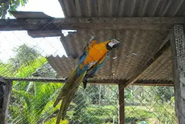 Arara no cativeiro
