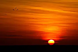 Sunset Birds