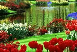 flores - Tulipanes jigsaw puzzle