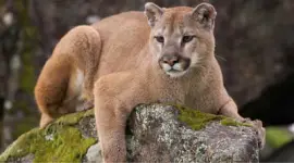 puma