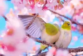 animales jigsaw puzzle